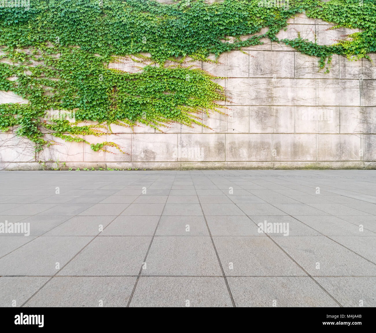 Edera sul muro con pavimento in calcestruzzo Foto Stock