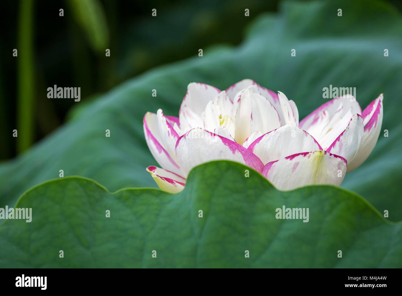 Il buddha lotus flower bloom Foto Stock