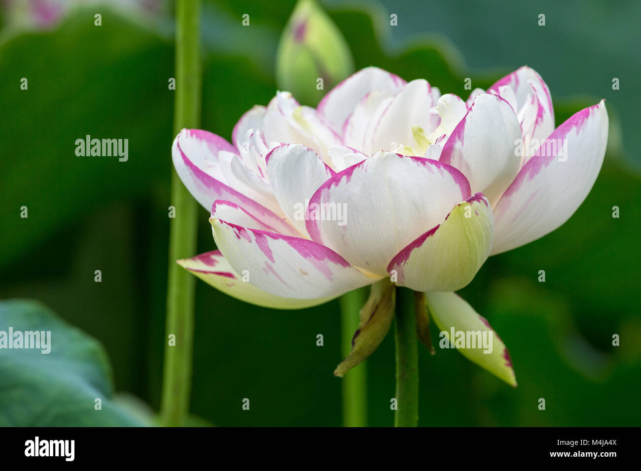 Il buddha fiore di loto closeup Foto Stock