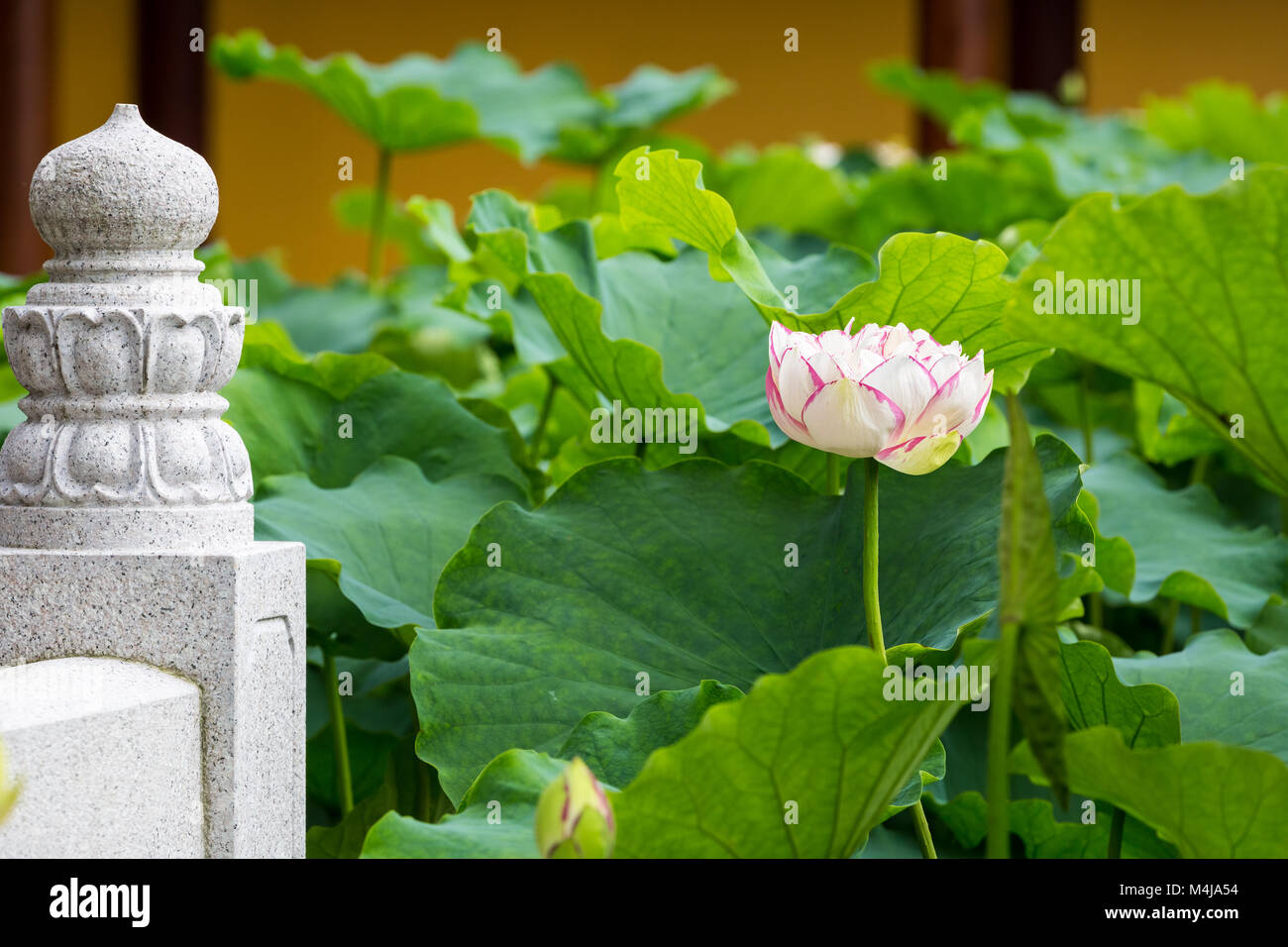 Il buddha fiore di loto Foto Stock