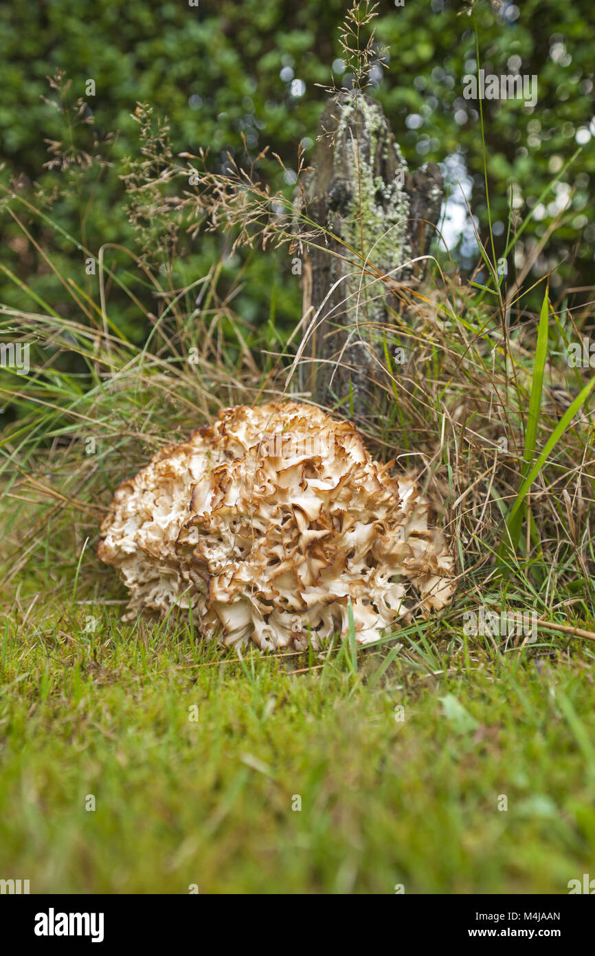 Testa a fungo di cavolfiore Foto Stock