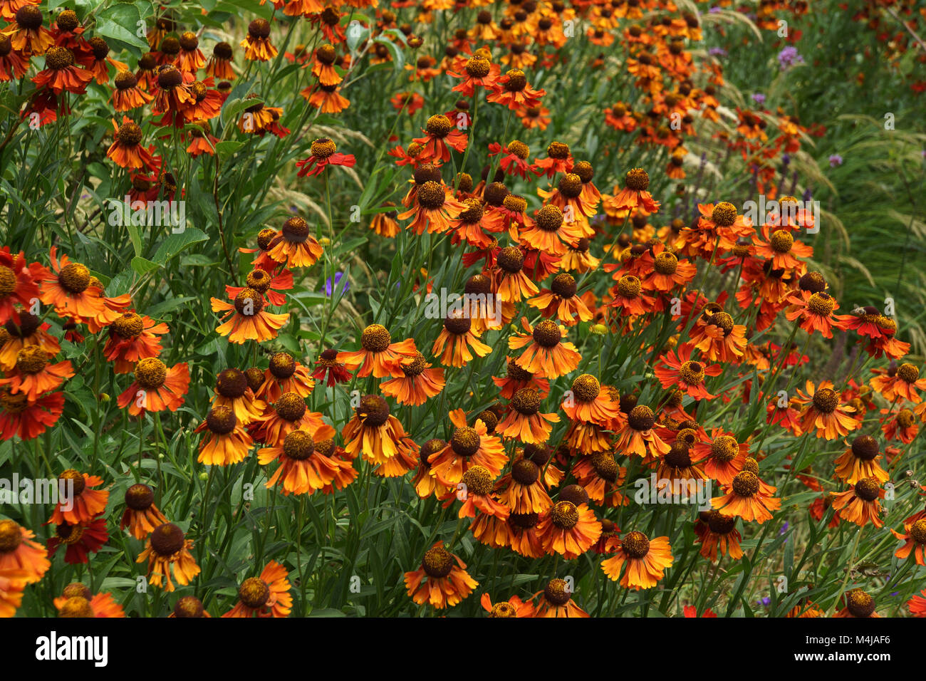 Sneezeweed comune Foto Stock