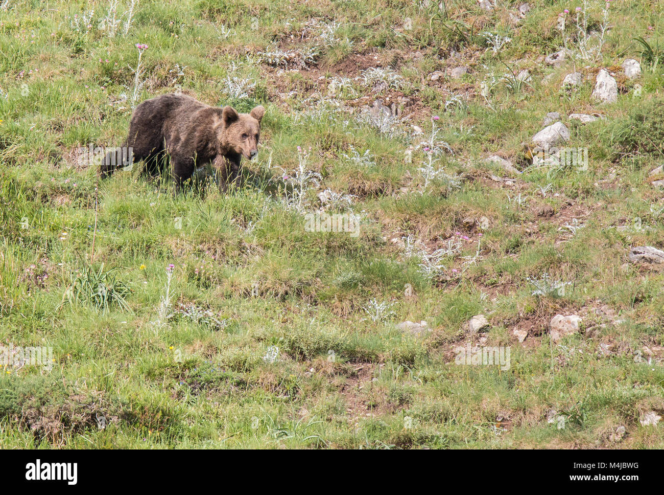 Orso bruno in terre asturiana, scendendo dalla montagna in cerca di foodThe l'orso bruno (Ursus arctos) è una specie di mammifero carnivoro della Ursidae Foto Stock