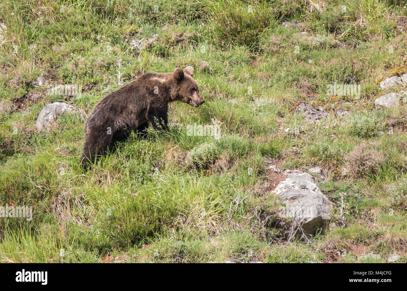 Orso bruno in terre asturiana, scendendo dalla montagna in cerca di foodThe l'orso bruno (Ursus arctos) è una specie di mammifero carnivoro della Ursidae Foto Stock