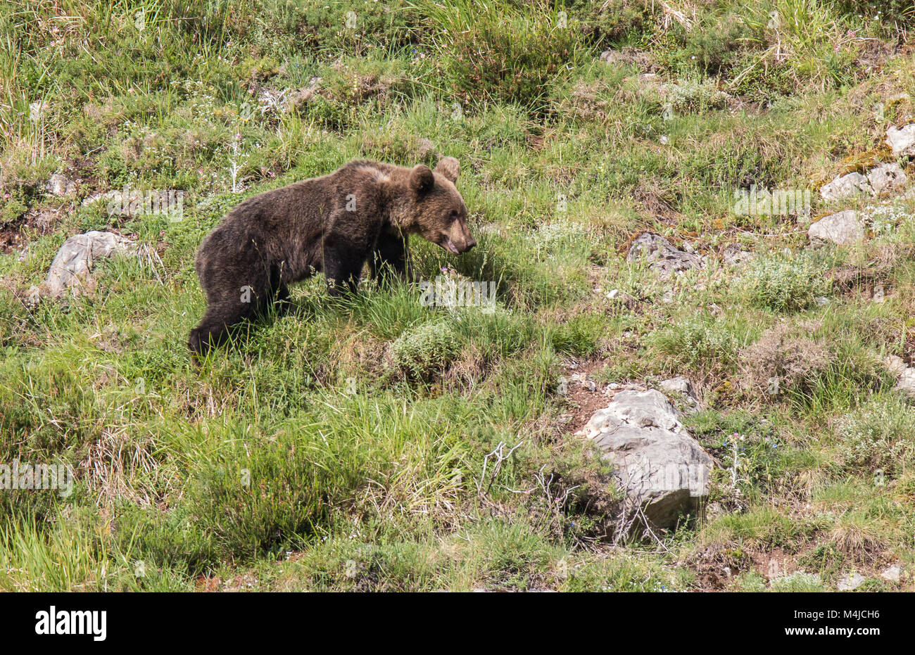 Orso bruno in terre asturiana, scendendo dalla montagna in cerca di foodThe l'orso bruno (Ursus arctos) è una specie di mammifero carnivoro della Ursidae Foto Stock