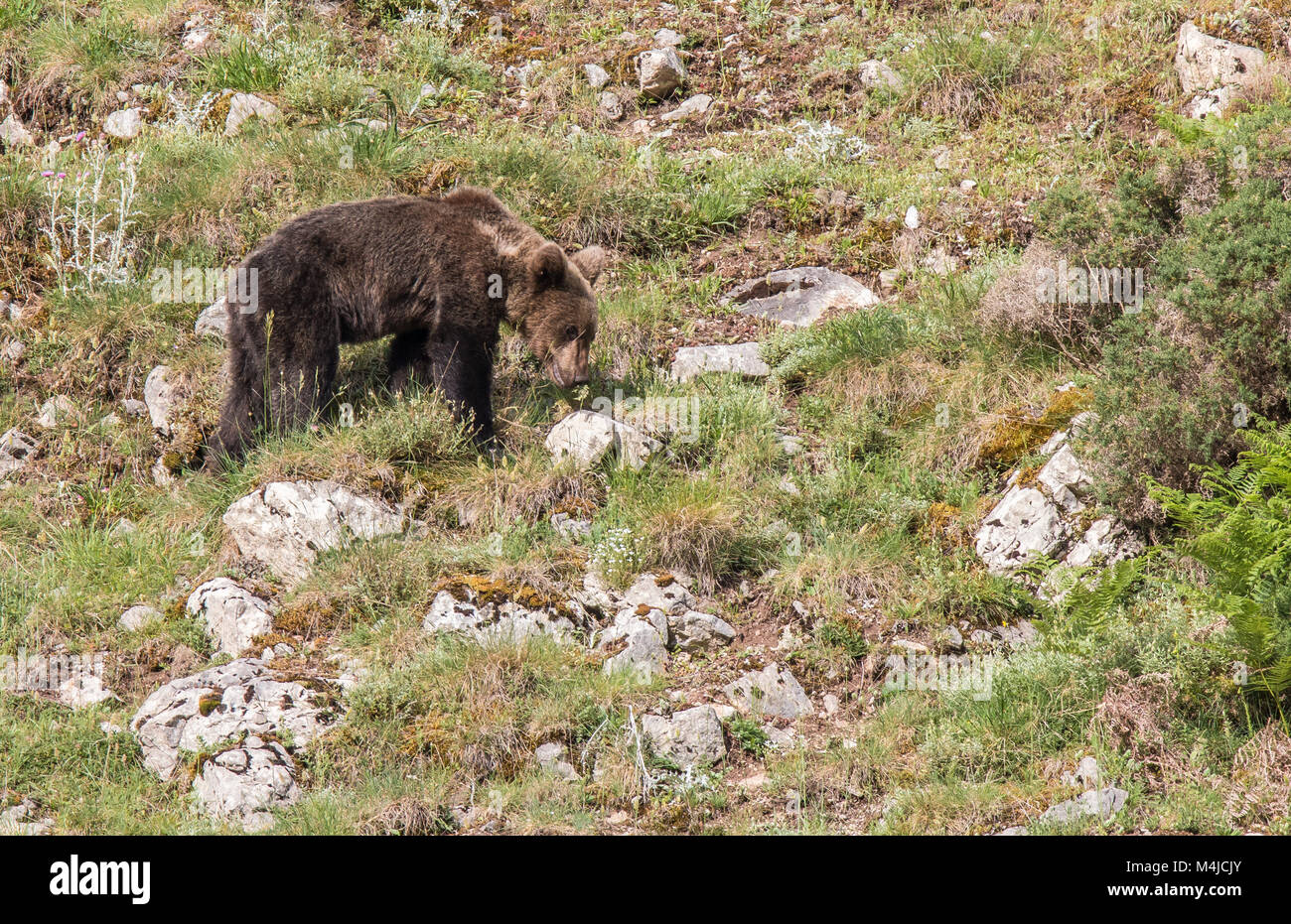 Orso bruno in terre asturiana, scendendo dalla montagna in cerca di foodThe l'orso bruno (Ursus arctos) è una specie di mammifero carnivoro della Ursidae Foto Stock