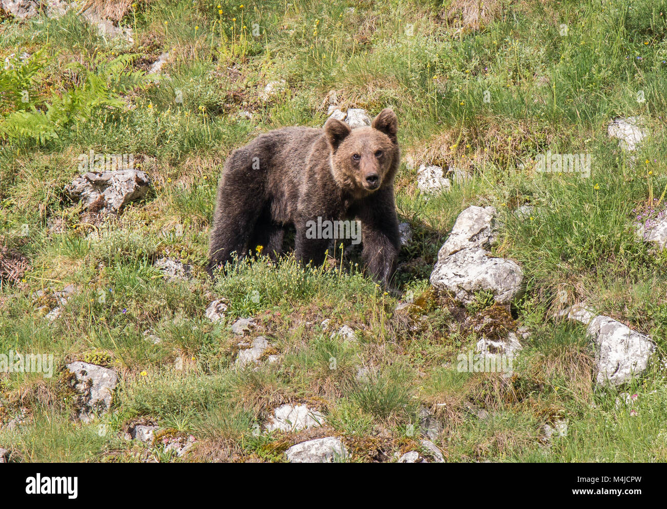 Orso bruno in terre asturiana, scendendo dalla montagna in cerca di foodThe l'orso bruno (Ursus arctos) è una specie di mammifero carnivoro della Ursidae Foto Stock