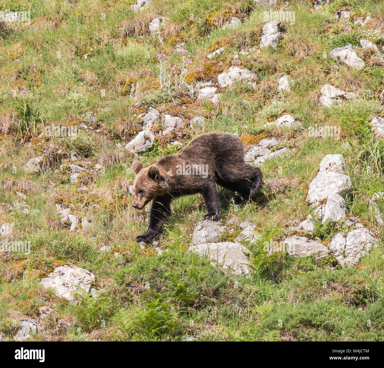 Orso bruno in terre asturiana, scendendo dalla montagna in cerca di foodThe l'orso bruno (Ursus arctos) è una specie di mammifero carnivoro della Ursidae Foto Stock