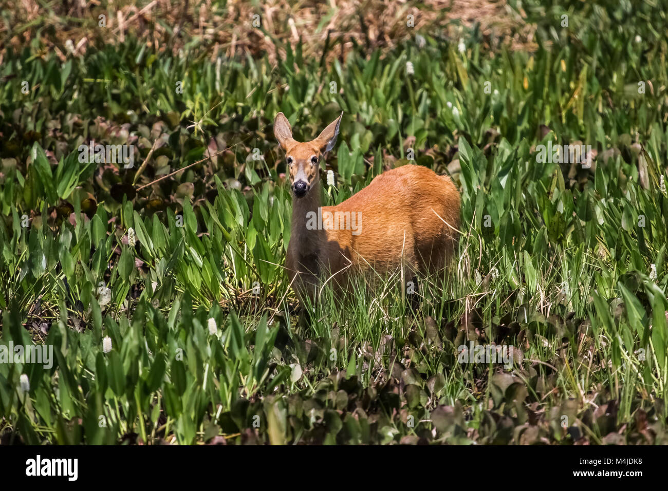 Marsh cervi nella palude Pantanal, Brasile Foto Stock