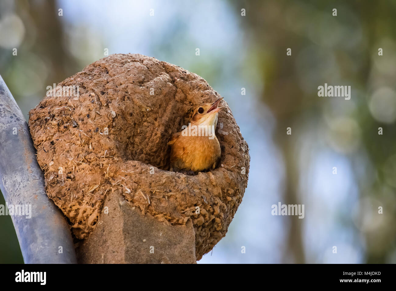 Rufous hornero nel suo nido di argilla, Pantanal, Brasile Foto Stock