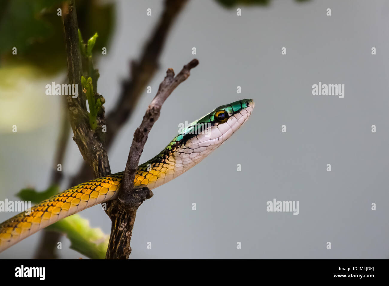 Nero scuoiati parrot snake in attesa di preda, Pantanal Brasile Foto Stock