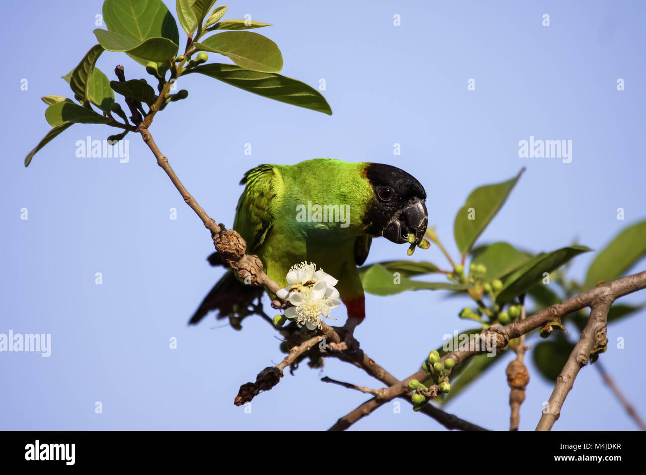 Con cappuccio nero parrocchetto fedding su un ramo, Pantanal Brasile Foto Stock