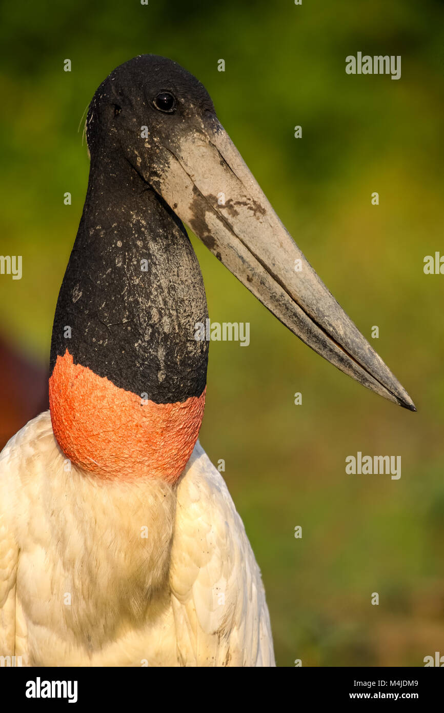 Close up di Jabiru Aeroporto stork, Pantanal, Brasile Foto Stock