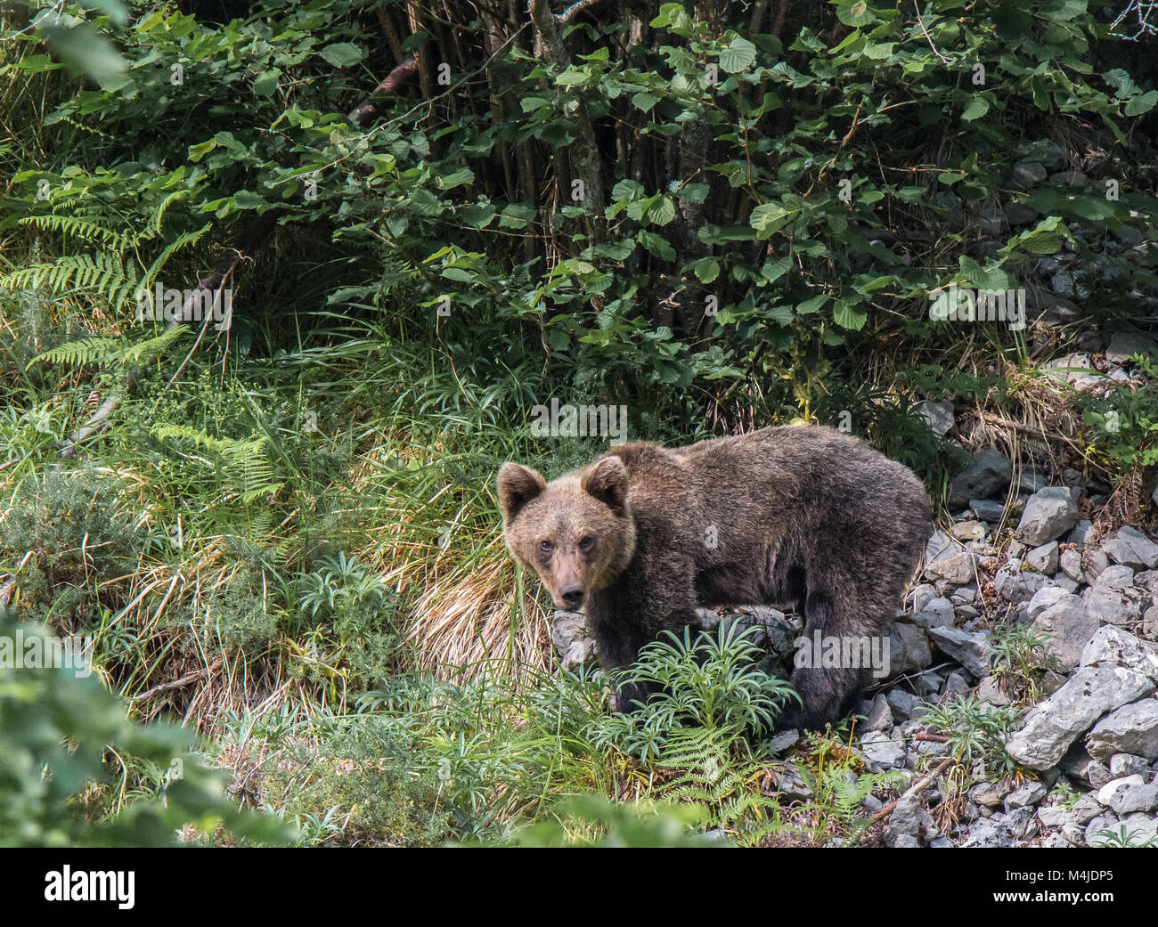 Orso bruno in terre asturiana, scendendo dalla montagna in cerca di foodThe l'orso bruno (Ursus arctos) è una specie di mammifero carnivoro della Ursidae Foto Stock