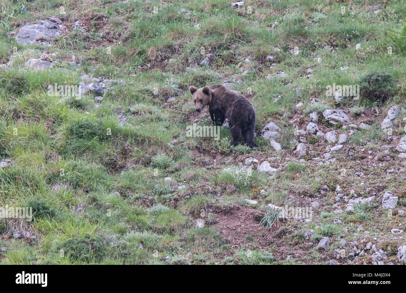 Orso bruno in terre asturiana, scendendo dalla montagna in cerca di foodThe l'orso bruno (Ursus arctos) è una specie di mammifero carnivoro della Ursidae Foto Stock