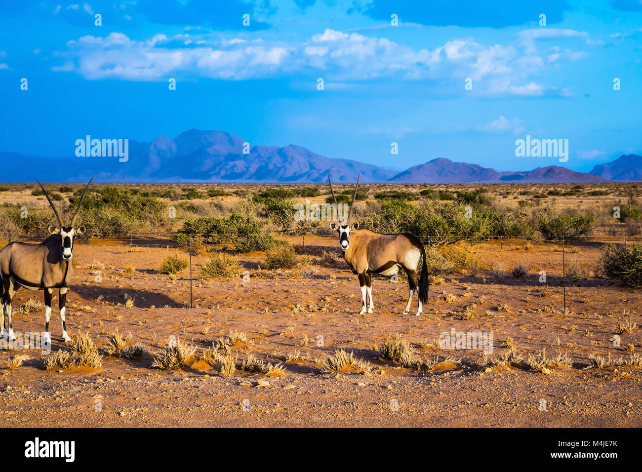 Coppia di Colorati luminosamente Oryx Foto Stock