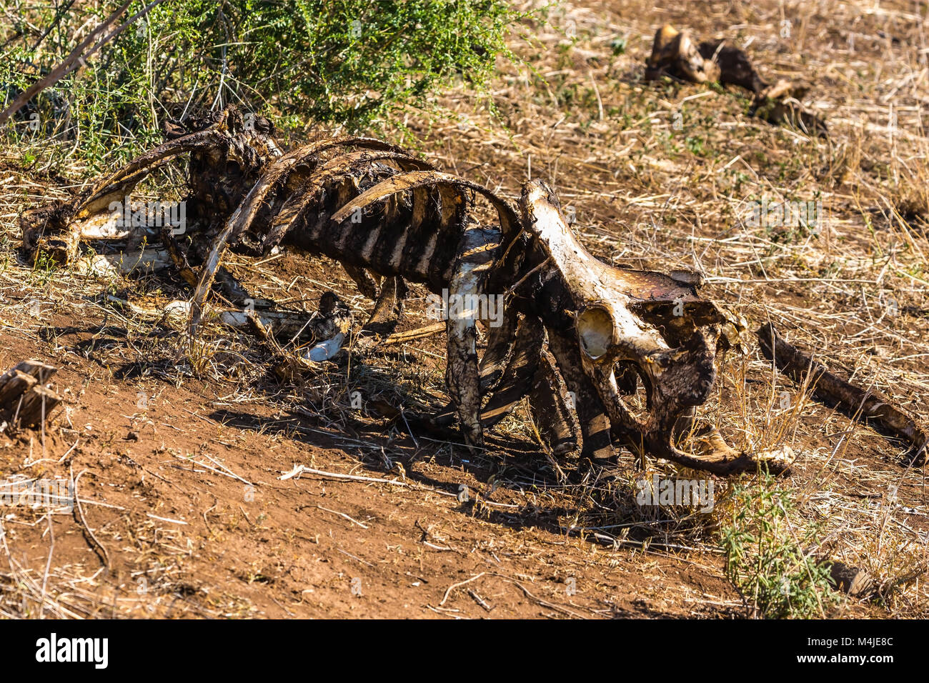 Rosicchiato lo scheletro di un bufalo Foto Stock Rosicchiato lo scheletro di un bufalo Foto Stock