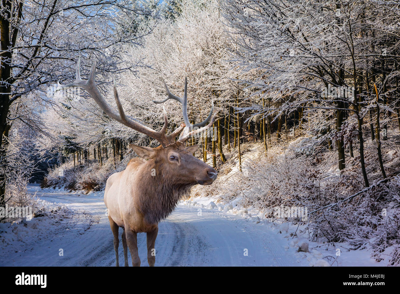 Giornata di sole a Natale e il cervo rosso Foto Stock