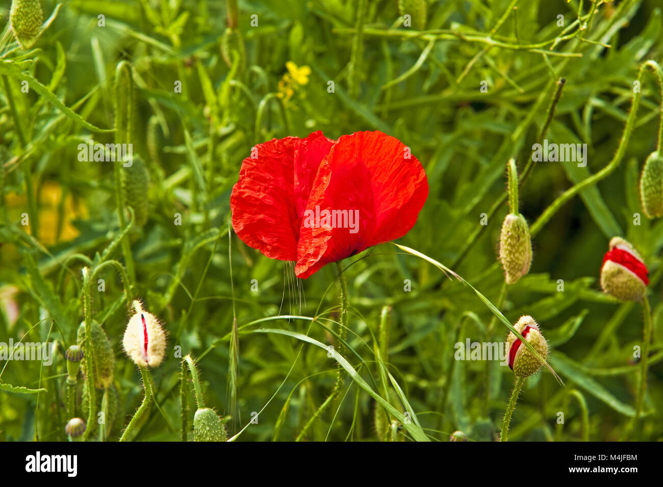 Papavero comune Foto Stock