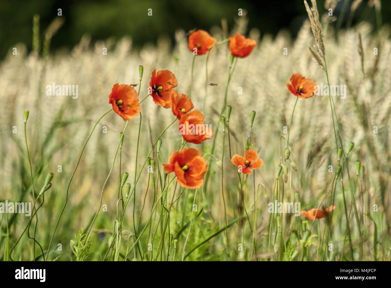 Papavero comune Foto Stock