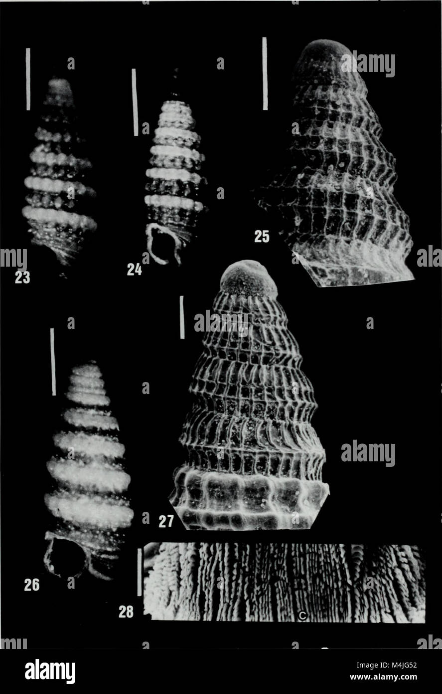 Apex (1995) è un film di fantascienza che esplora i temi della clonazione, dell'intelligenza artificiale e del futuro distopico, ambientato in un mondo in cui un gioco mortale è tenuto fino alla morte. Foto Stock