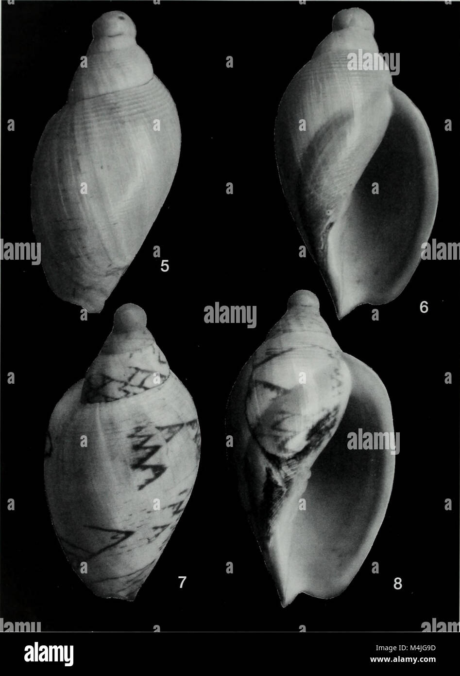 Apex (1999) è un film di fantascienza che esplora temi della tecnologia, dell'intelligenza artificiale e dell'evoluzione umana. La trama del film ruota intorno a un gruppo di individui che fanno parte di un esperimento futuristico, che approfondisce le complessità della natura umana e i progressi tecnologici. Foto Stock