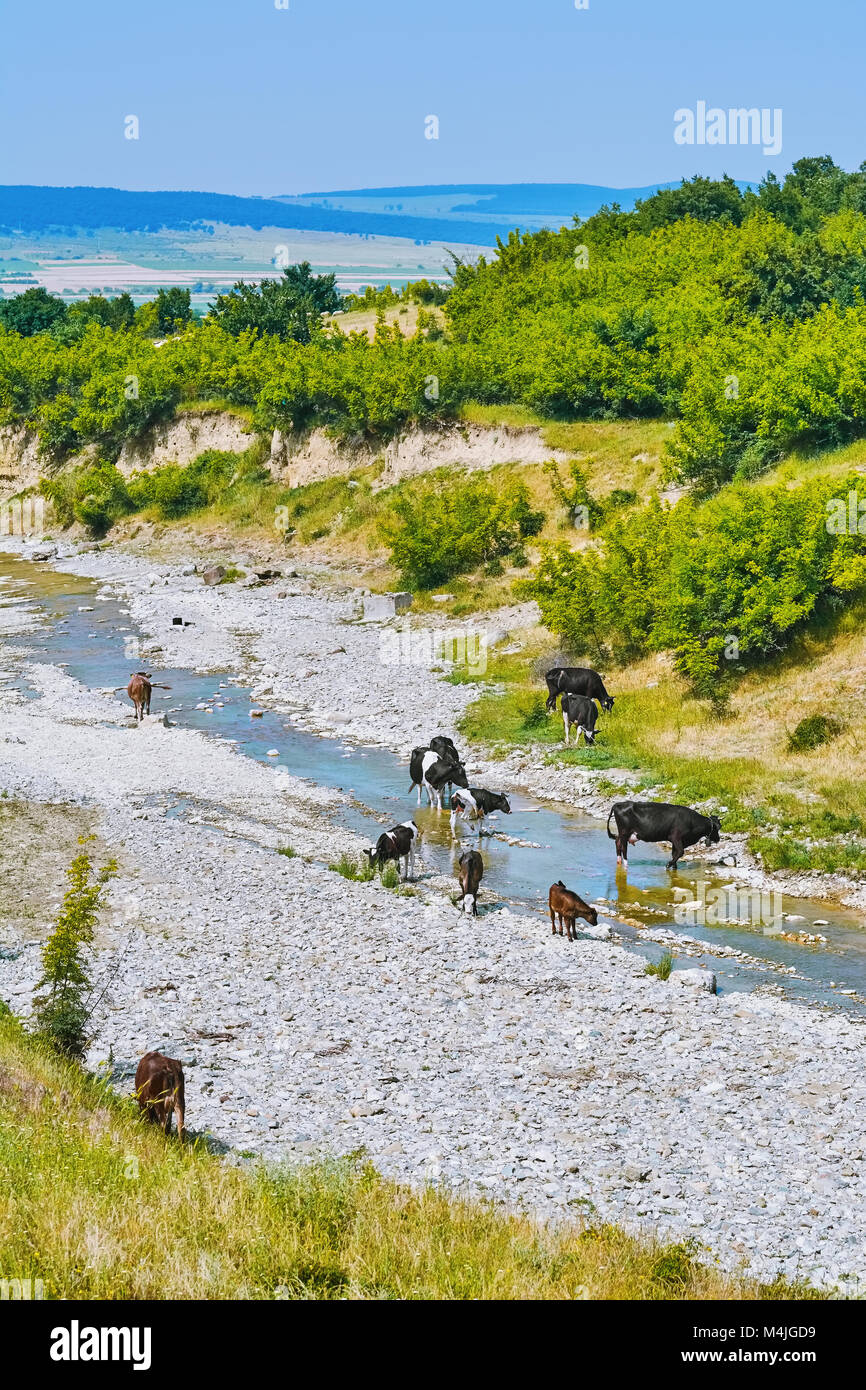 Mandria di mucche Foto Stock