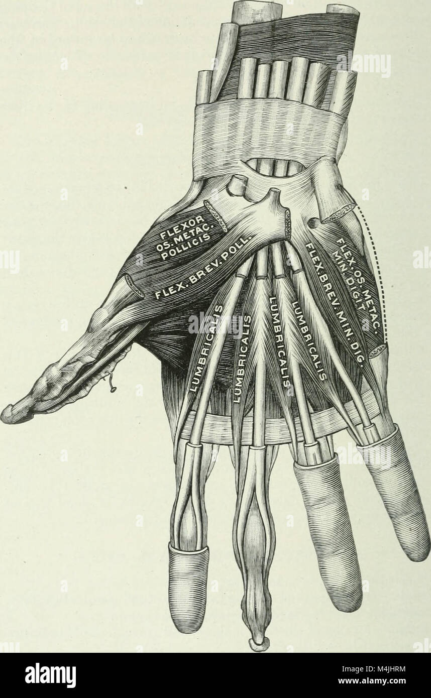 Applicata anatomia e kinesiologia; il meccanismo di movimento muscolare (1919) (14759425146) Foto Stock