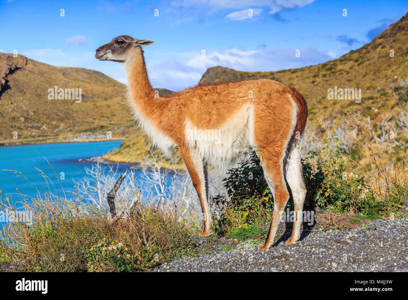 Guanaco al Parco Nazionale di Torres del Paine Cile. Foto Stock