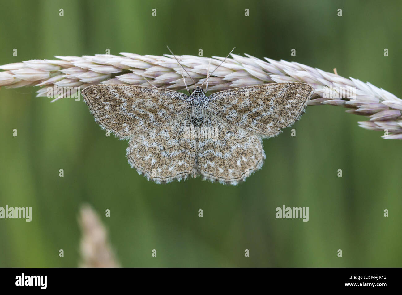Lewes onda (Scopula immorata) Foto Stock