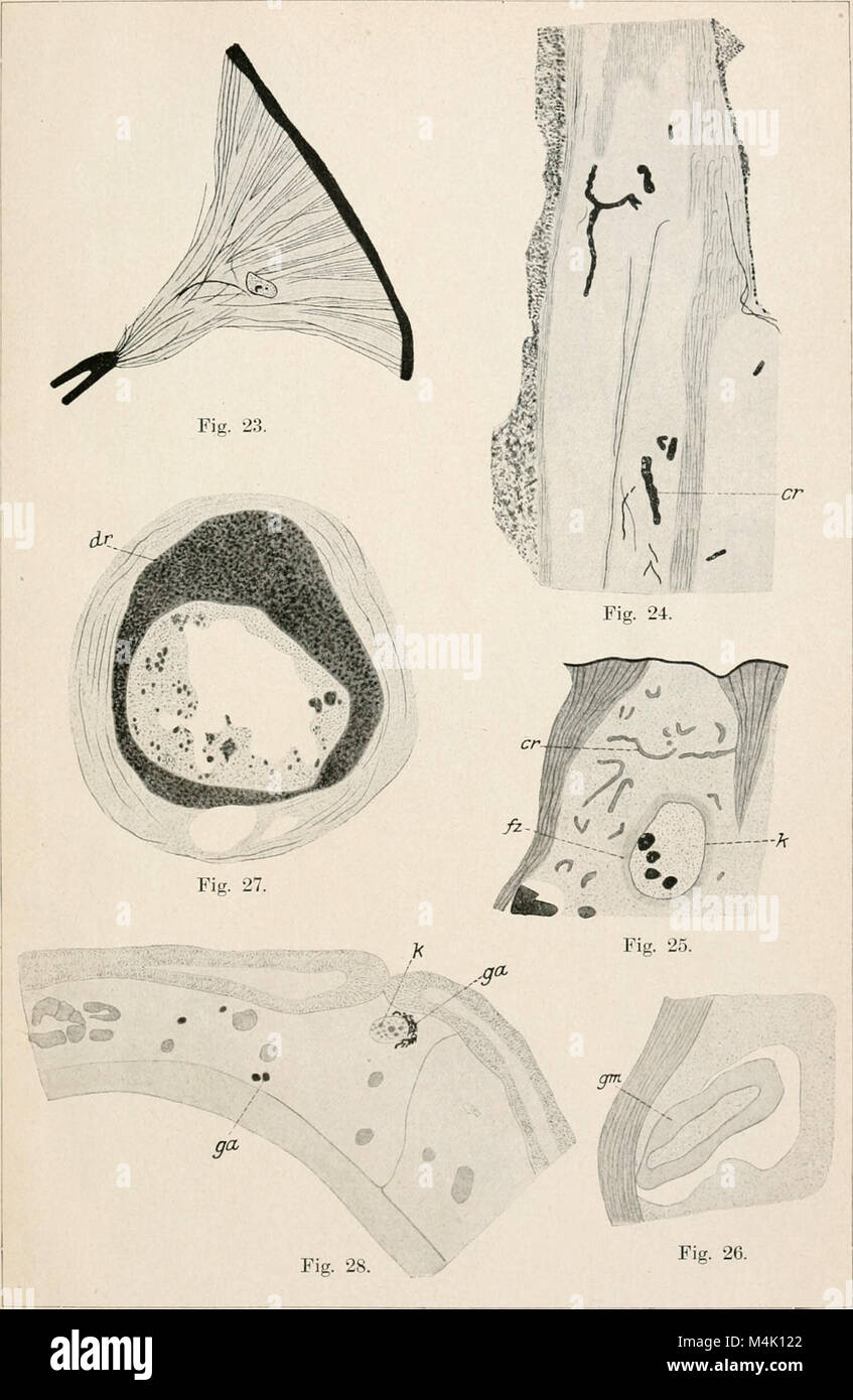 *Archiv fÃ¼r Zellforschung* (1908-1923) è una rivista scientifica che si concentra sulla ricerca cellulare, tra cui la struttura cellulare, le funzioni e la biochimica. Presenta scoperte nei campi della citologia e della biologia cellulare durante l'inizio del XX secolo. Foto Stock
