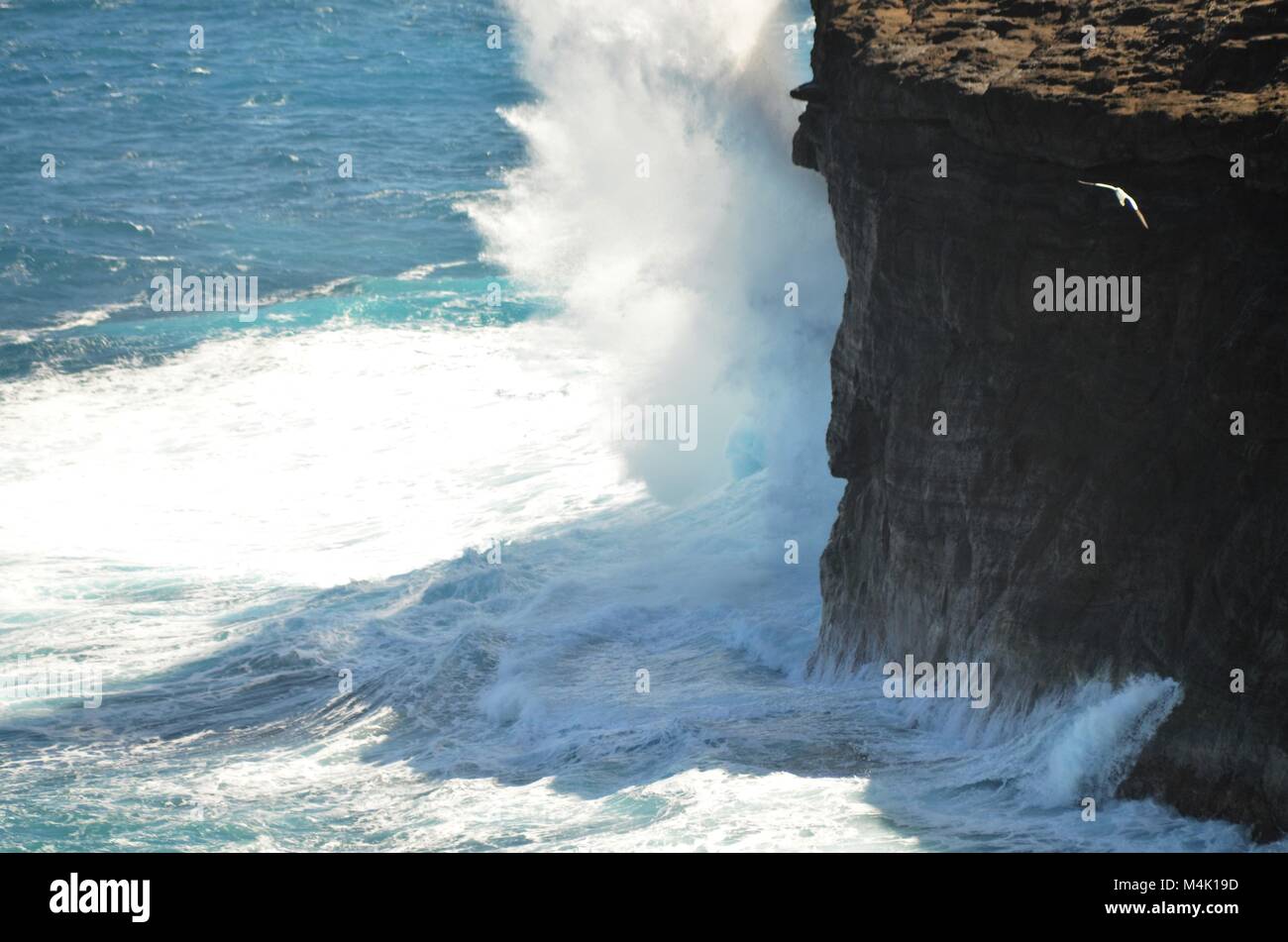 Una scogliera di roccia viene duramente colpiti dalle forze di battitura del mare, invio di onde che si infrangono contro il lato della scogliera, con un gabbiano fino al di sopra Foto Stock
