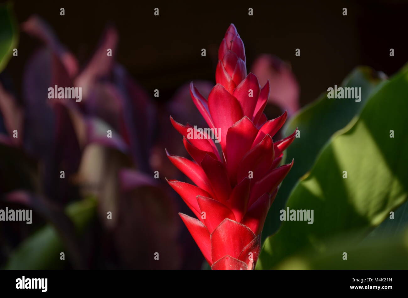 Un bel rosso colorato Alpinia purpurata, meglio noto come il red ginger flower è nativo per le isole Hawaii Foto Stock