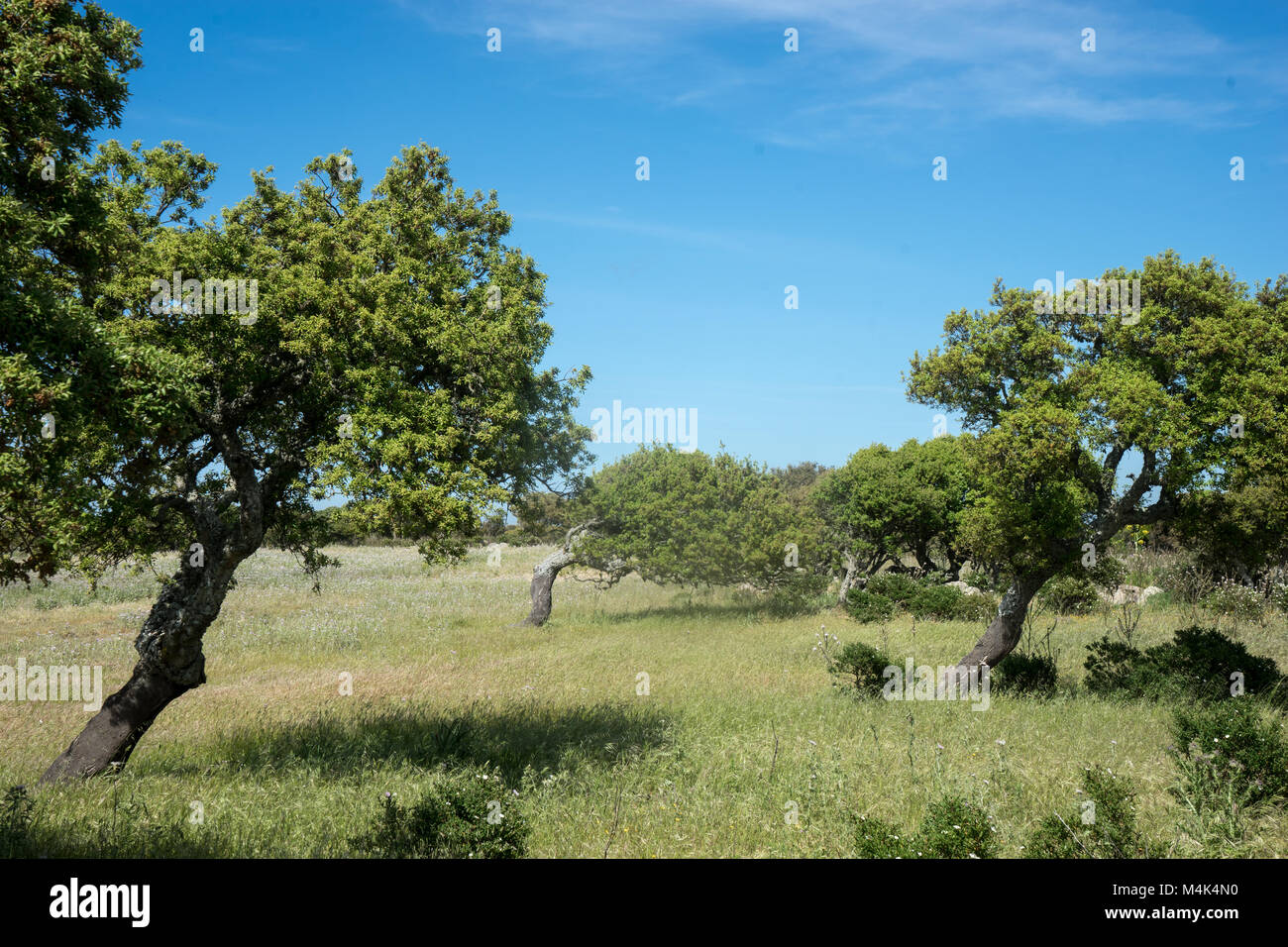 Le querce da sughero in Sardegna formata dal vento Foto Stock