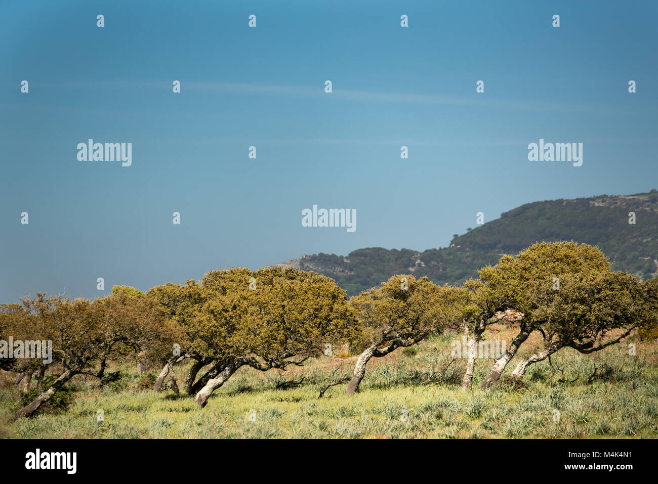 Le querce da sughero in Sardegna formata dal vento Foto Stock