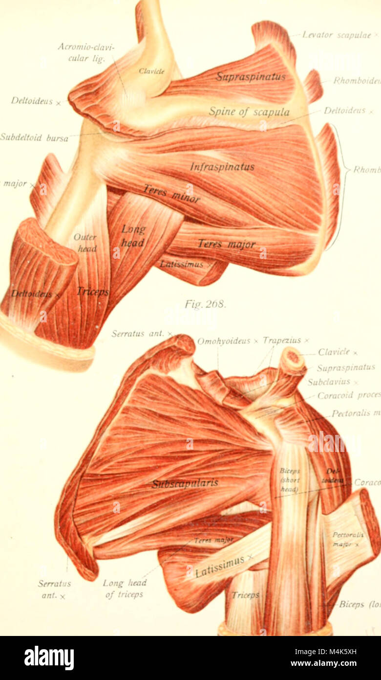 L'Atlas and Textbook of Human Anatomy, pubblicato a partire dal 1914, fornisce una guida dettagliata e completa all'anatomia umana. Include descrizioni illustrate di organi, muscoli, ossa e sistemi umani, aiutando lo studio della biologia umana e l'educazione medica. Foto Stock