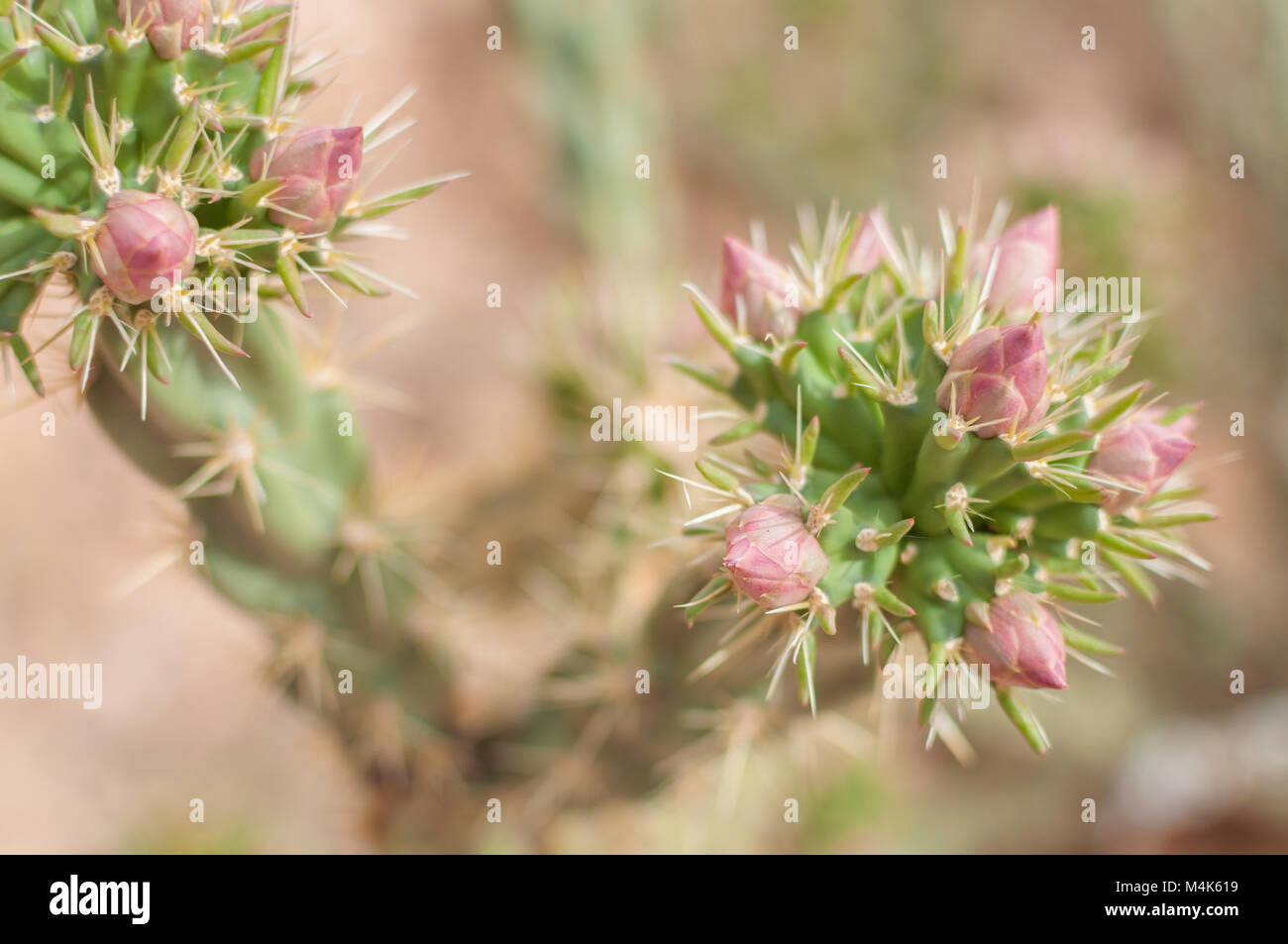 Cactus pianta con fiori di colore rosa Cactus fotografato vicino a Tortilla Flat in Arizona, Stati Uniti. Foto Stock