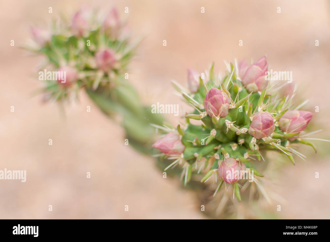 Cactus pianta con fiori di colore rosa Cactus fotografato vicino a Tortilla Flat in Arizona, Stati Uniti. Foto Stock