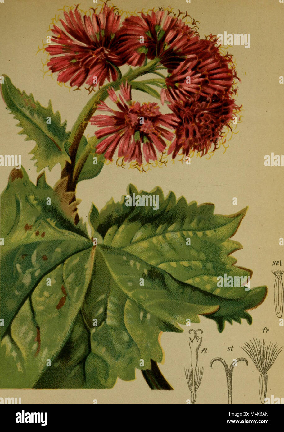 Pubblicato nel 1882, questo atlante botanico offre un resoconto dettagliato della flora alpina. Fornisce preziose illustrazioni e descrizioni delle specie vegetali presenti nelle Alpi, servendo come risorsa per i botanici e gli appassionati della natura. Foto Stock