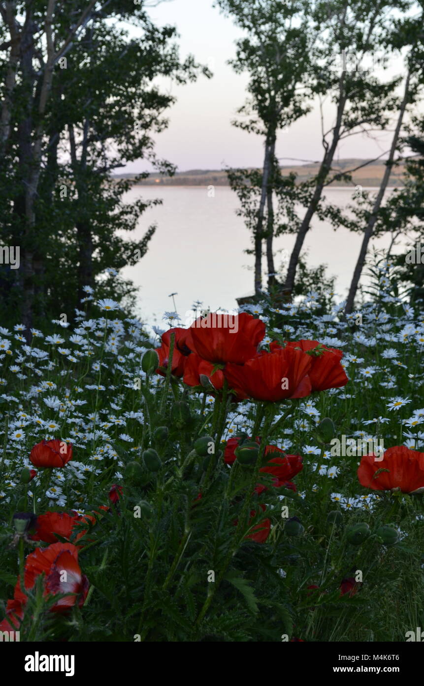 Una vista mozzafiato di papaveri e margherite in un giardino fiorito affacciato sul lago Foto Stock