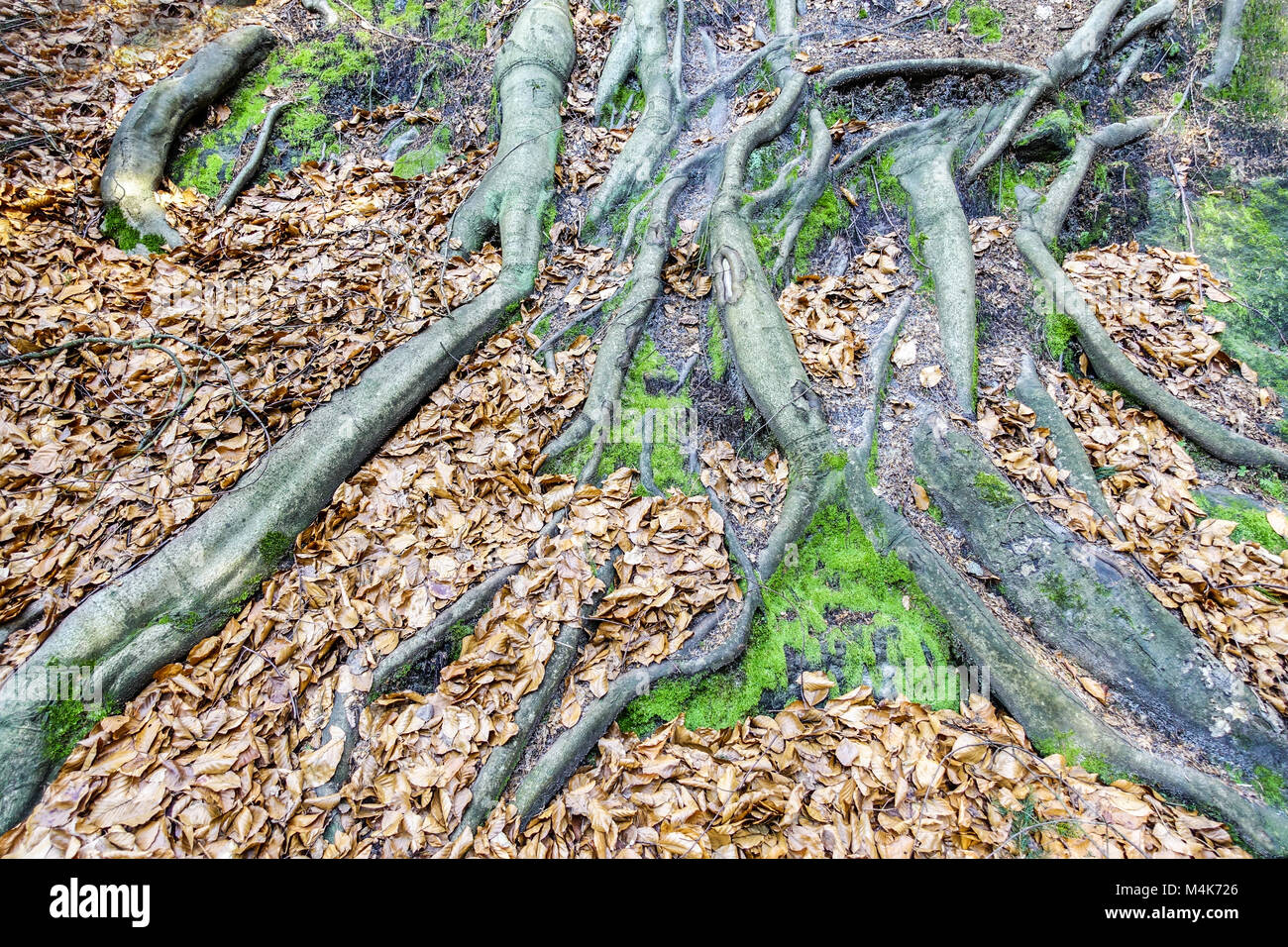 Fagus sylvatica, Europeo faggio radici Foto Stock