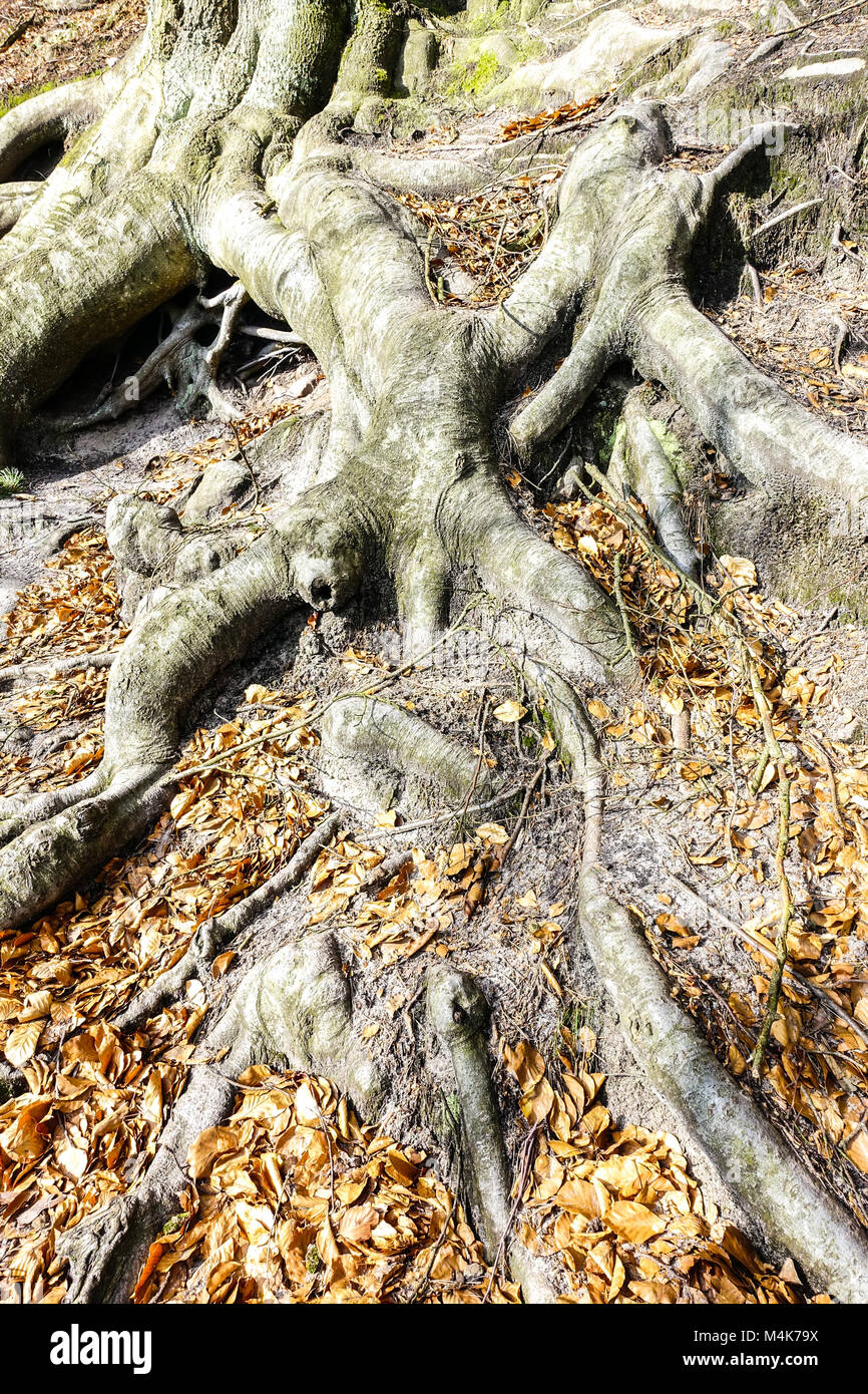 Fagus sylvatica, Europeo faggio radici Foto Stock