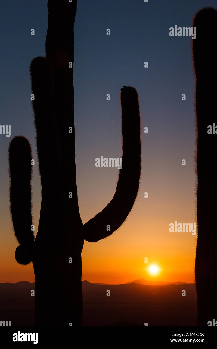 Grandi cactus Saguaro e montagne in silhouette al tramonto, Parco nazionale del Saguaro, Deserto Sonoran, Arizona, Stati Uniti d'America Foto Stock