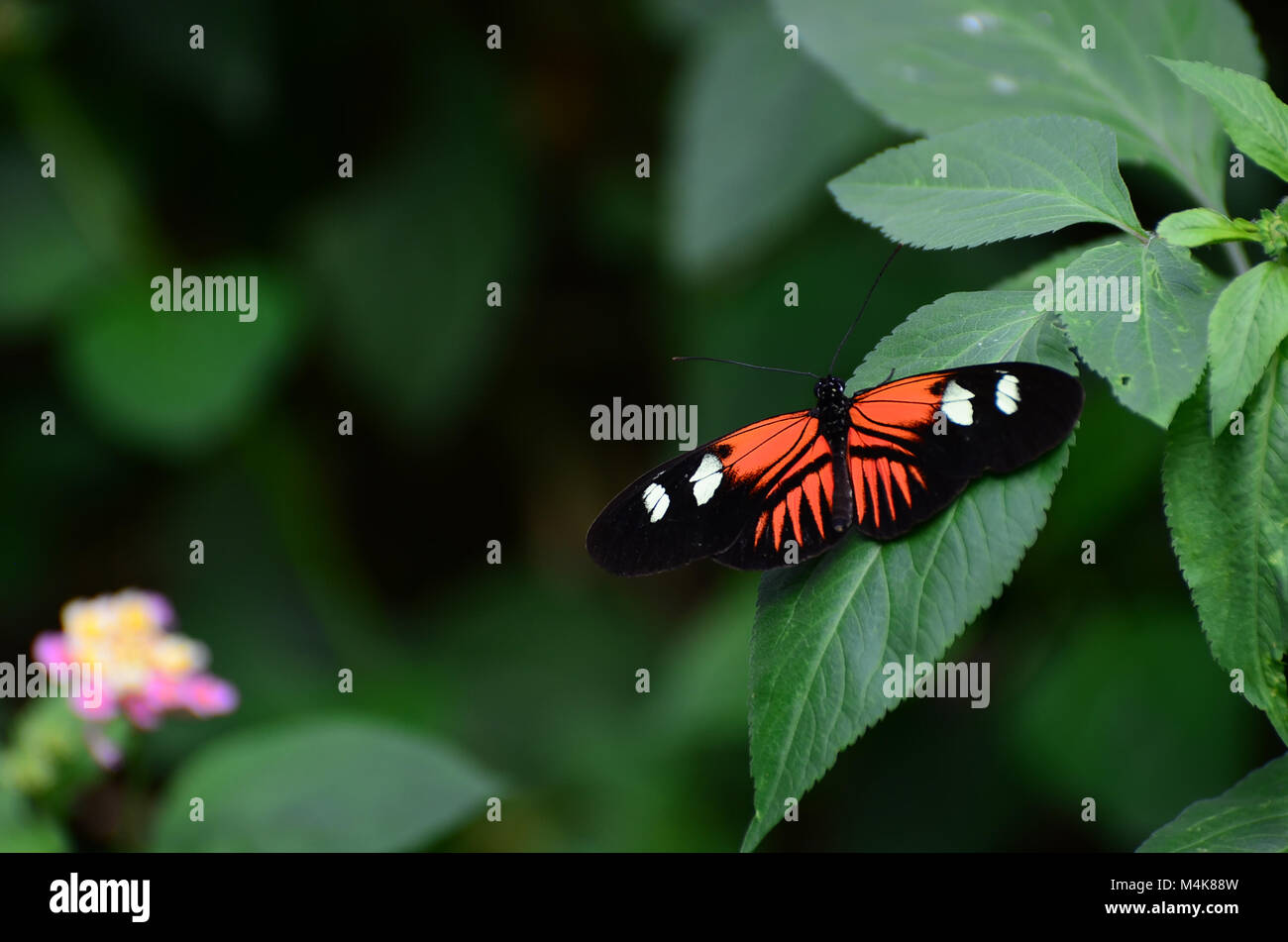 Comune di portalettere Butterfly a riposo Foto Stock