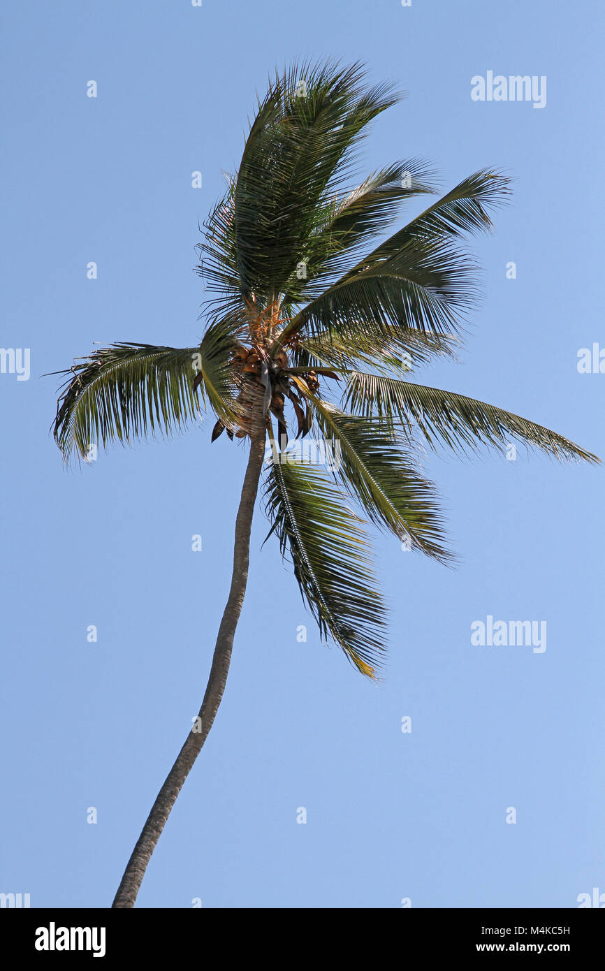 Palm tree, Kiwengwa beach, Zanzibar, Tanzania Foto Stock