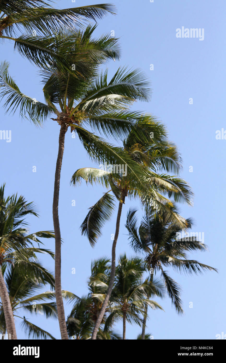 Gli alberi di palma, Kiwengwa beach, Zanzibar, Tanzania Foto Stock
