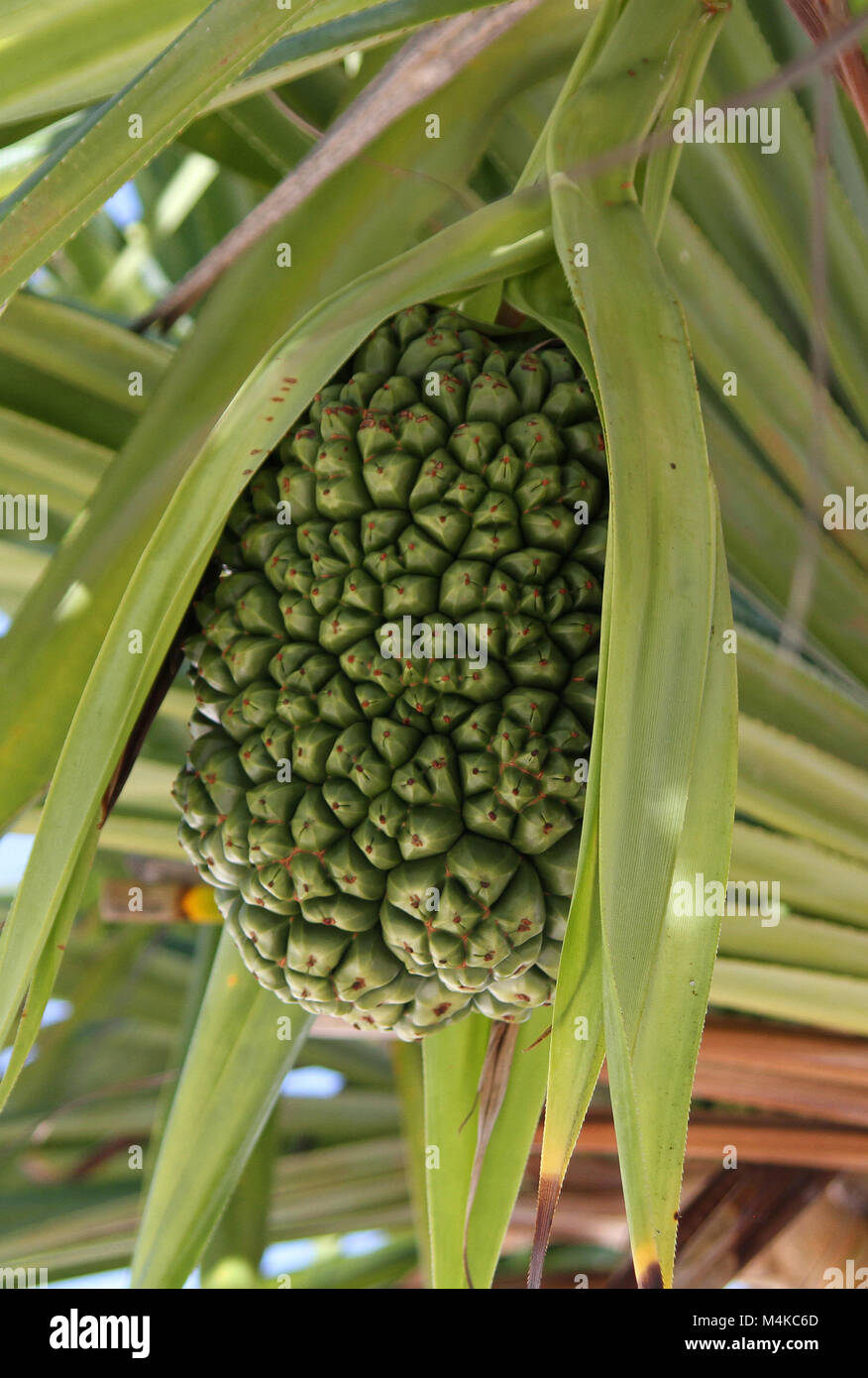 La vite-pine, (Pandanus tectorius o Pandanus odoratissimus), più frutti, Kiwengwa beach, Zanzibar, Tanzania Foto Stock