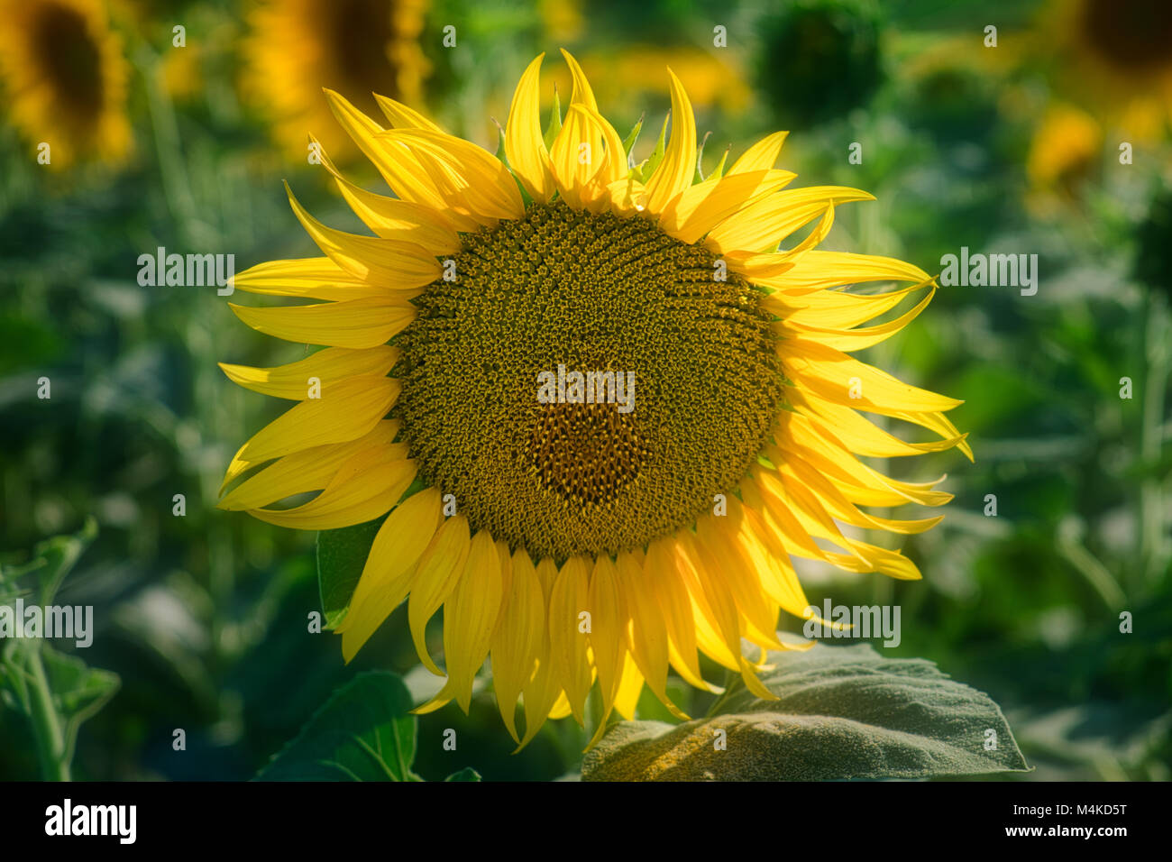 Foto di Sun Flowet alla toscana sun Foto Stock