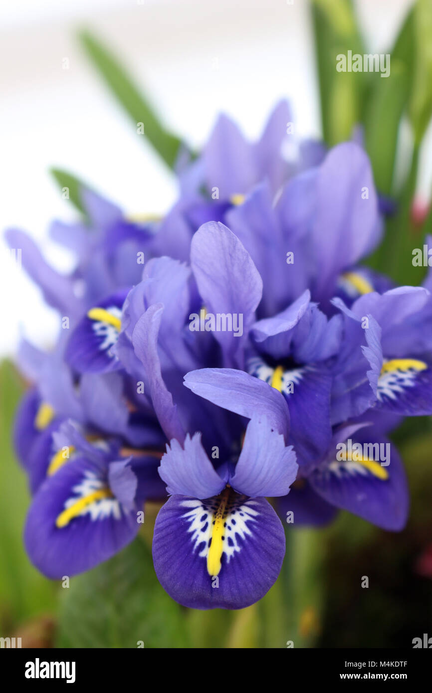 Iris reticulata o compensate Iris Foto Stock