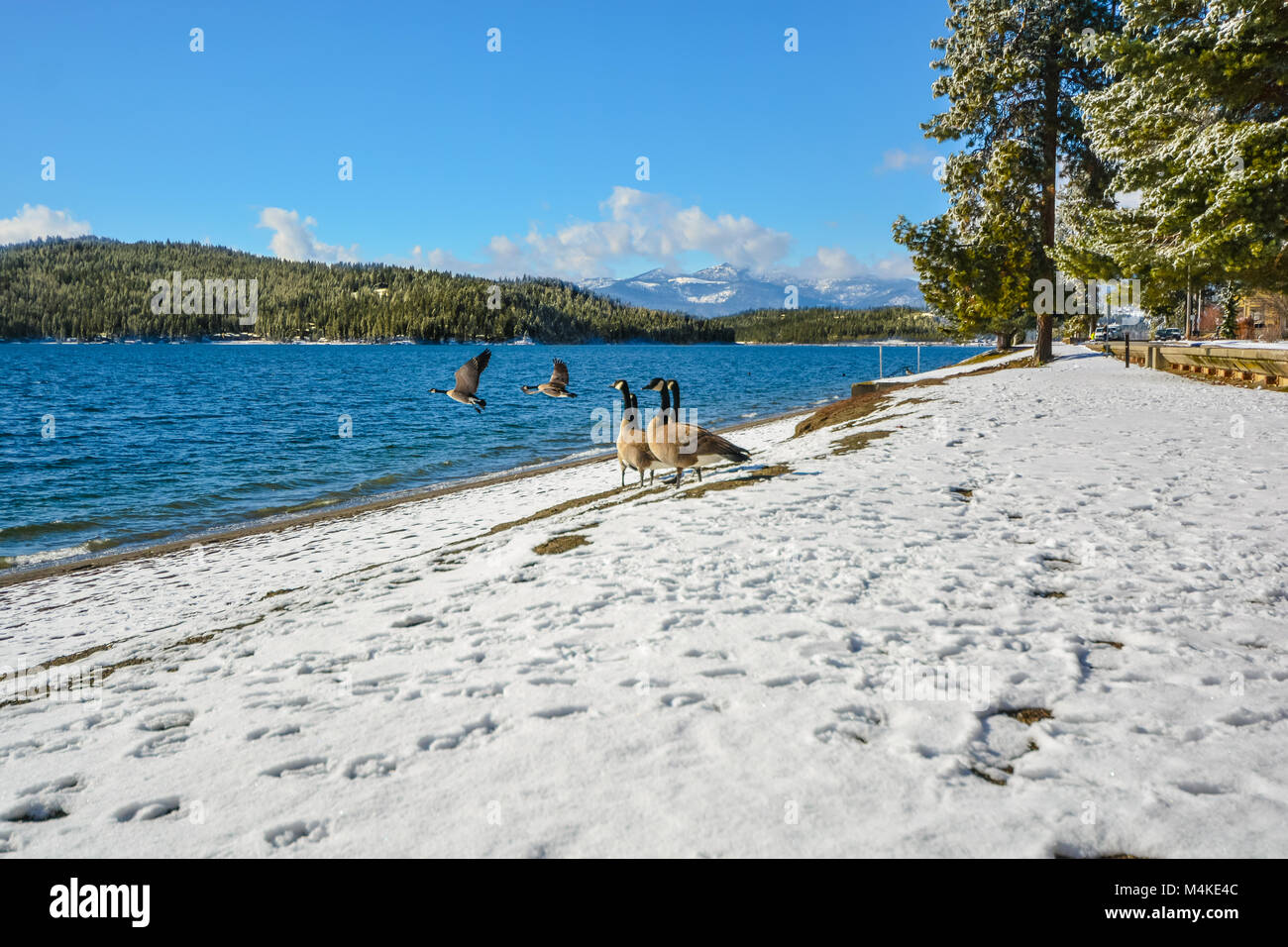 Un branco di oche del Canada godono di una soleggiata giornata invernale sulla spiaggia innevata di un lago di montagna nel nord America come alcuni a piedi e due prendono il largo flying Foto Stock